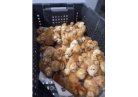 Суточный цыпленок цветного бройлера Ред Бро Суточный цыпленок цветного бройлера Ред Бро