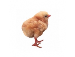 Суточный цыпленок цветного бройлера Ред Бро